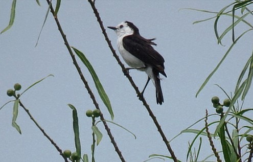 Black-backed Water-Tyrant - ML646920178