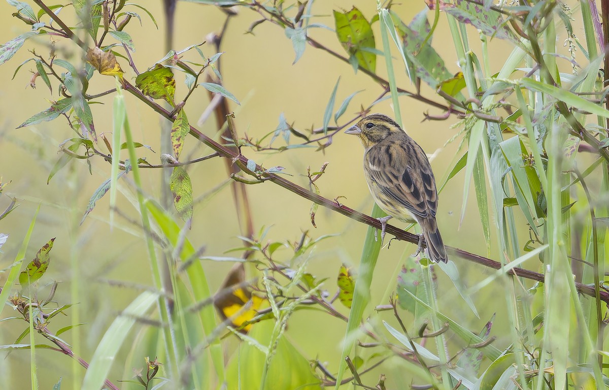 strnad obojkový - ML646920182