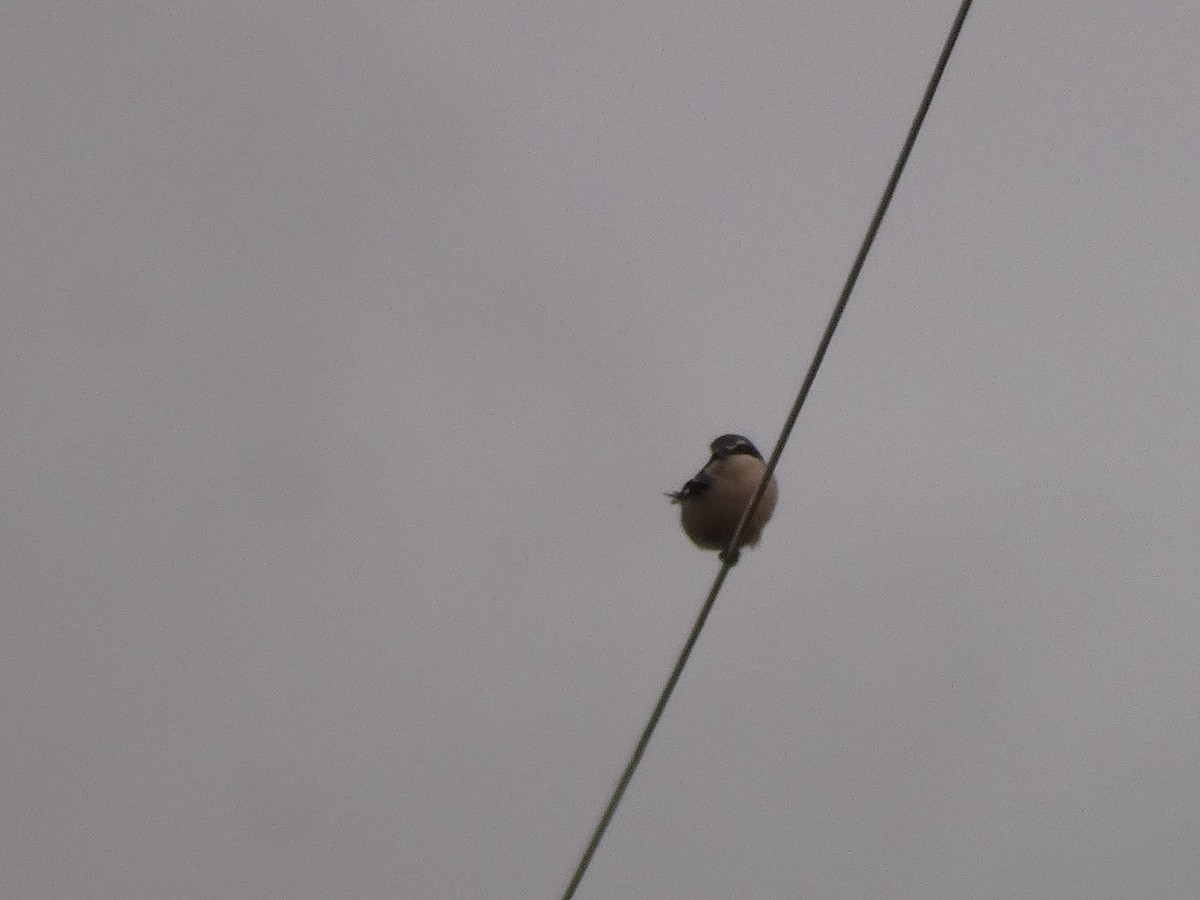Iberian Gray Shrike - ML646920186