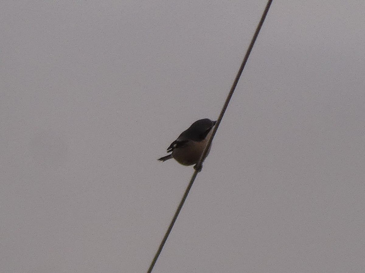 Iberian Gray Shrike - ML646920187
