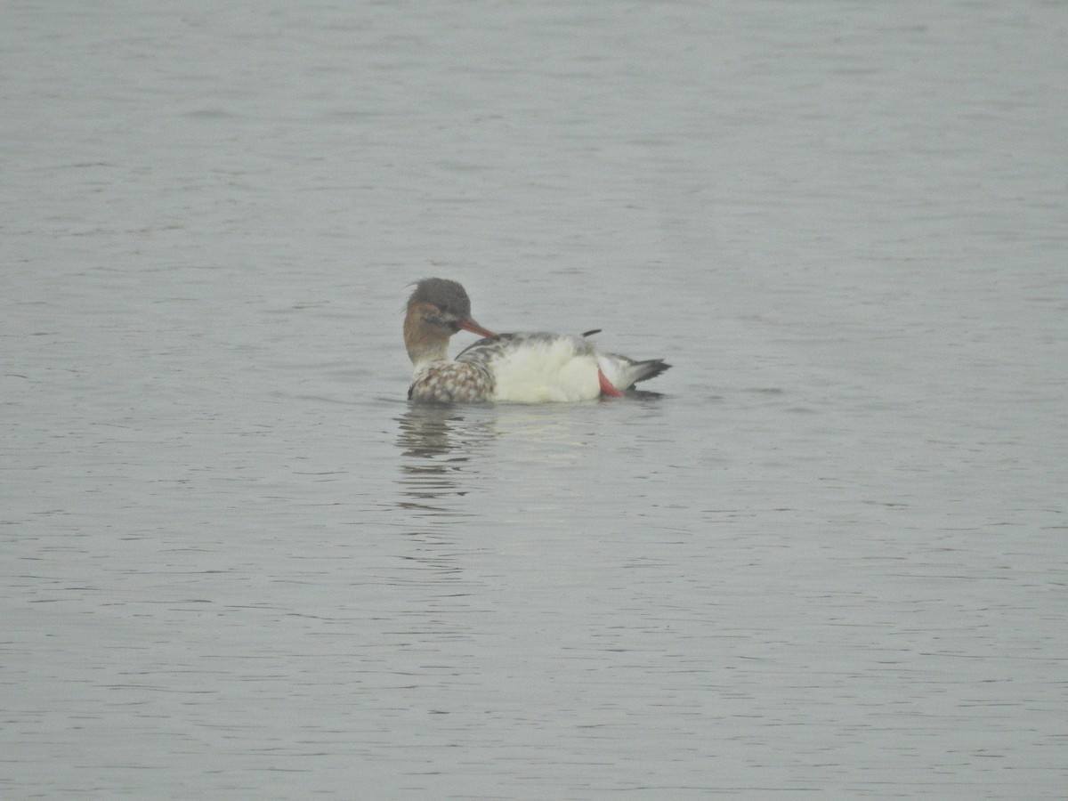 Длинноносый крохаль - ML646920189