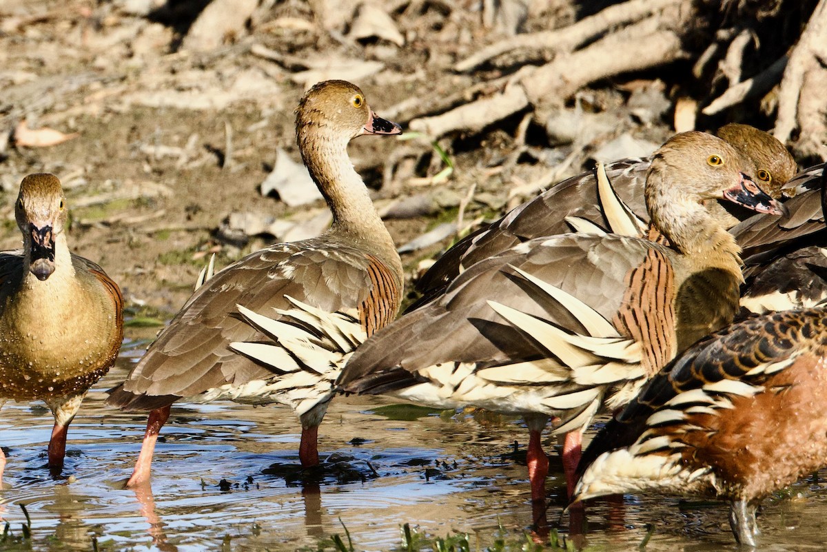 Suirirí Australiano - ML646920191