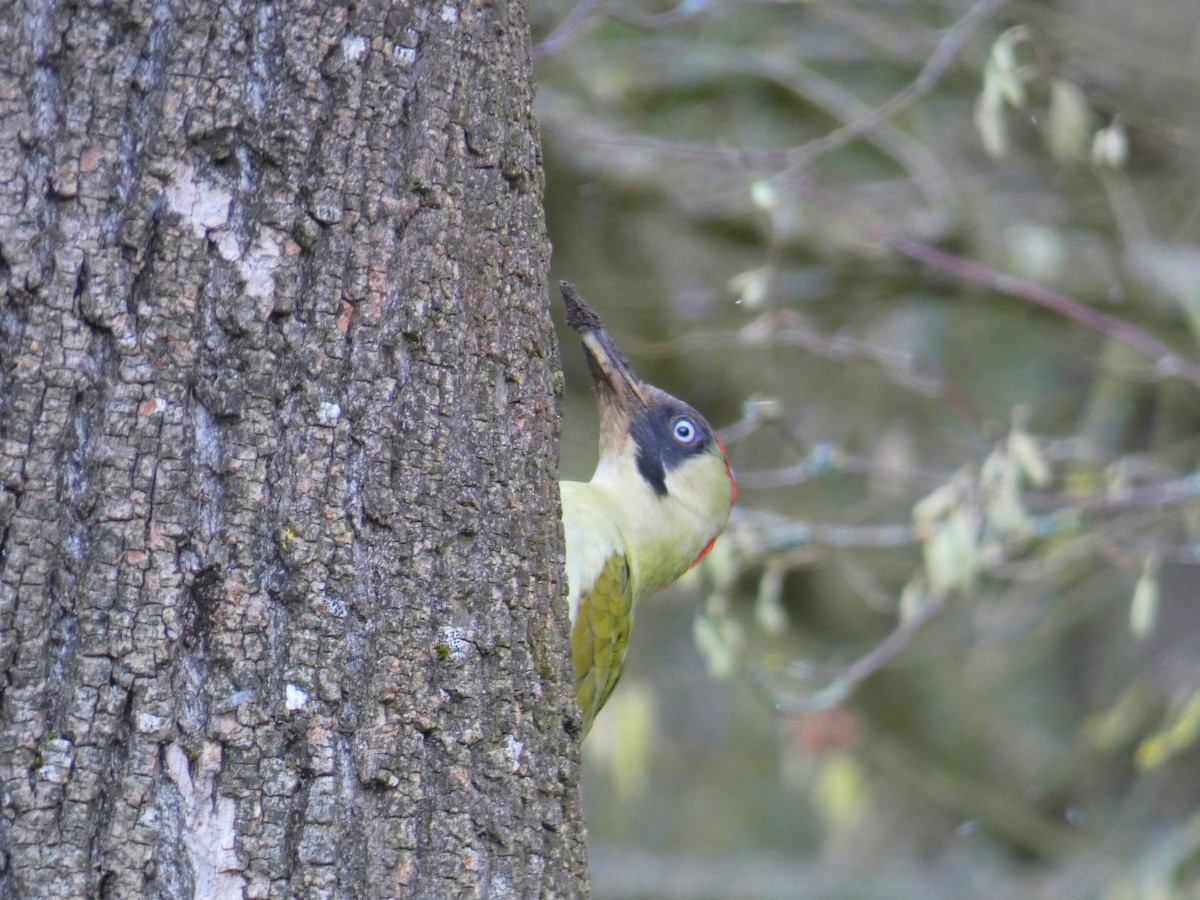 נקר ירוק - ML646920196