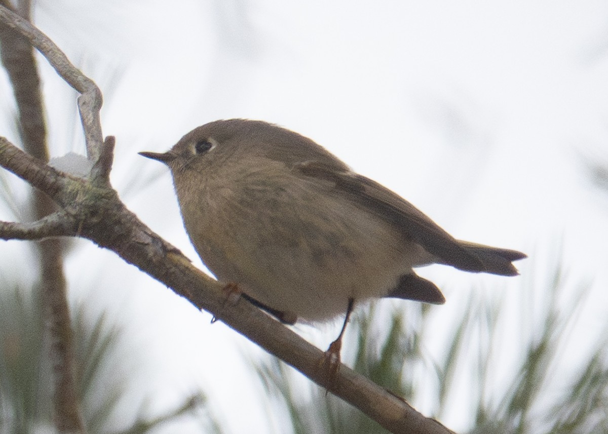 Ruby-crowned Kinglet - ML646920199