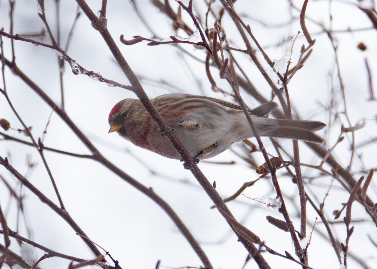 Redpoll (Common) - ML646920204