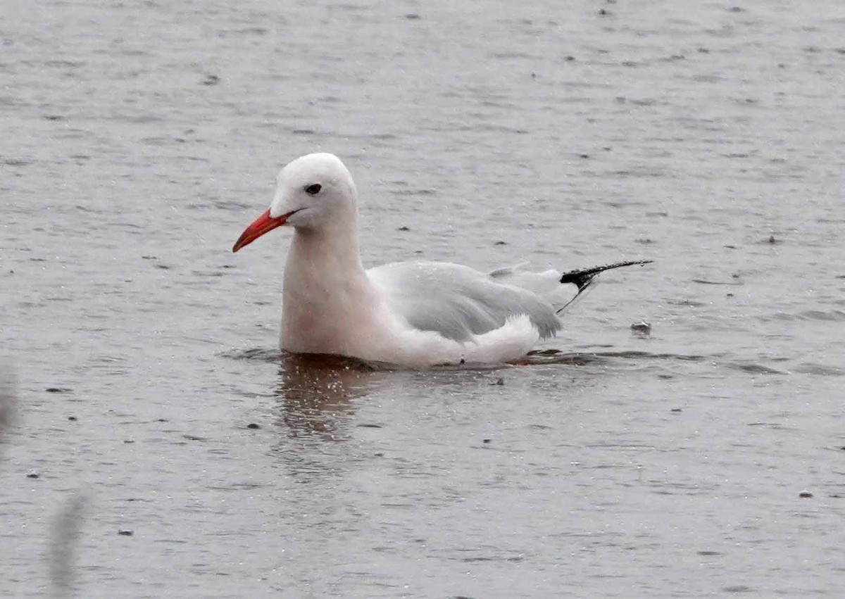 Slender-billed Gull - ML646920205