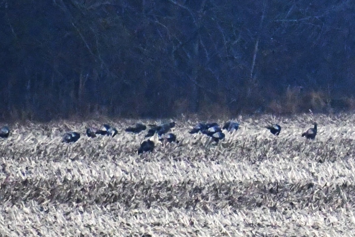 Wild Turkey - ML646920208