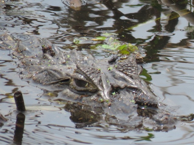 Animals - ML646920210