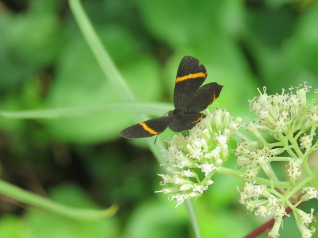 Animals - ML646920211