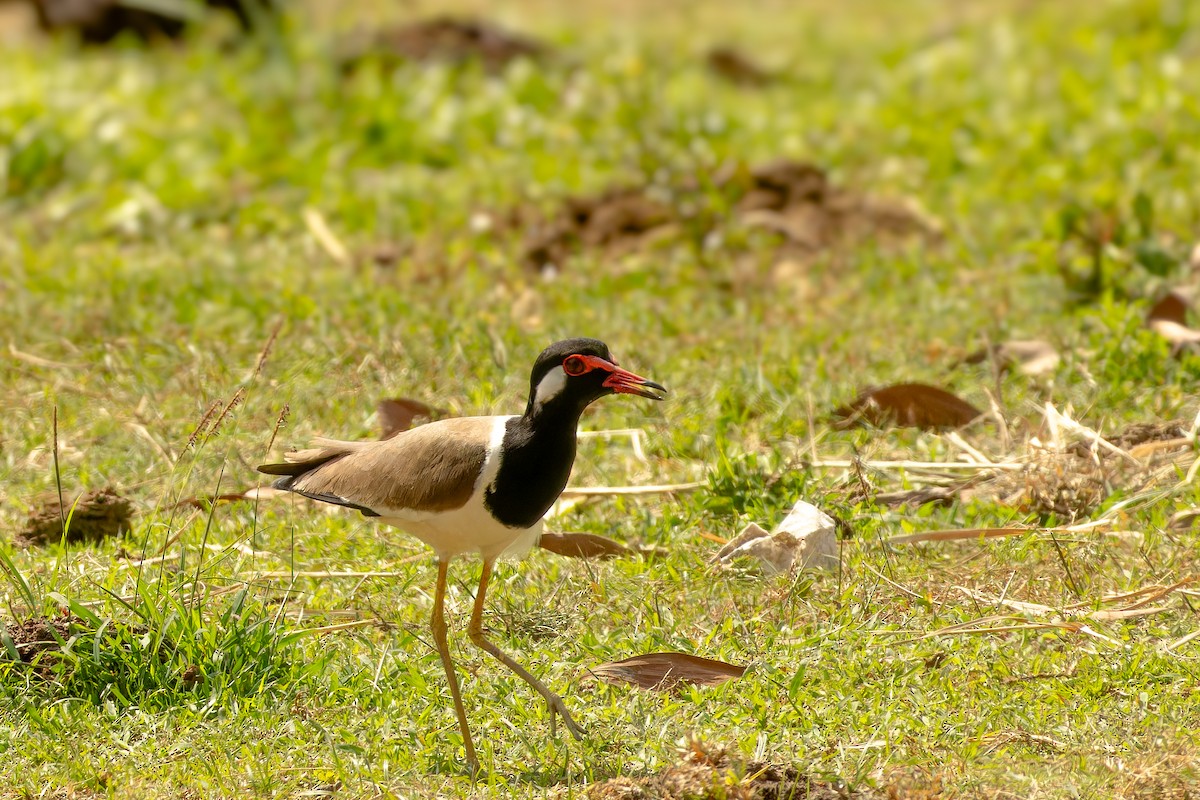 brillevipe - ML646920216