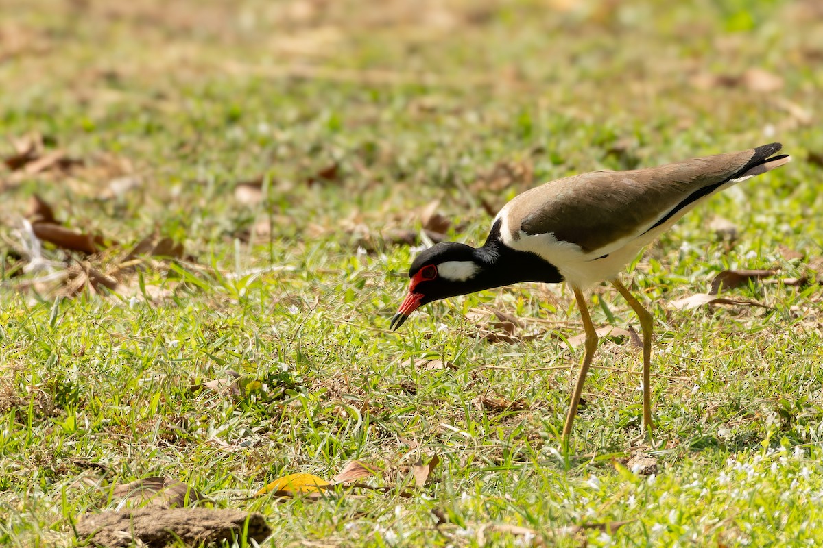 brillevipe - ML646920217