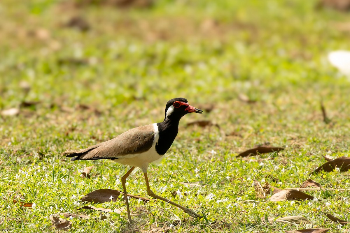 brillevipe - ML646920218