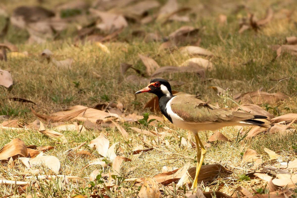 brillevipe - ML646920220