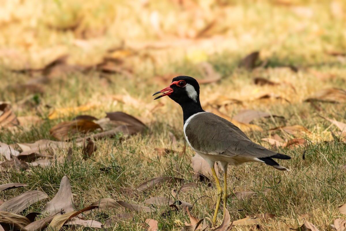 brillevipe - ML646920221