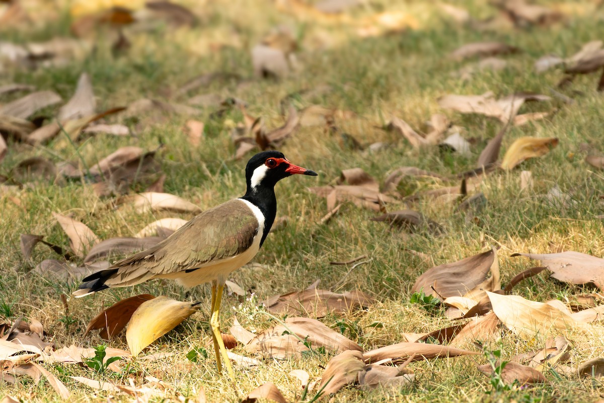 brillevipe - ML646920222