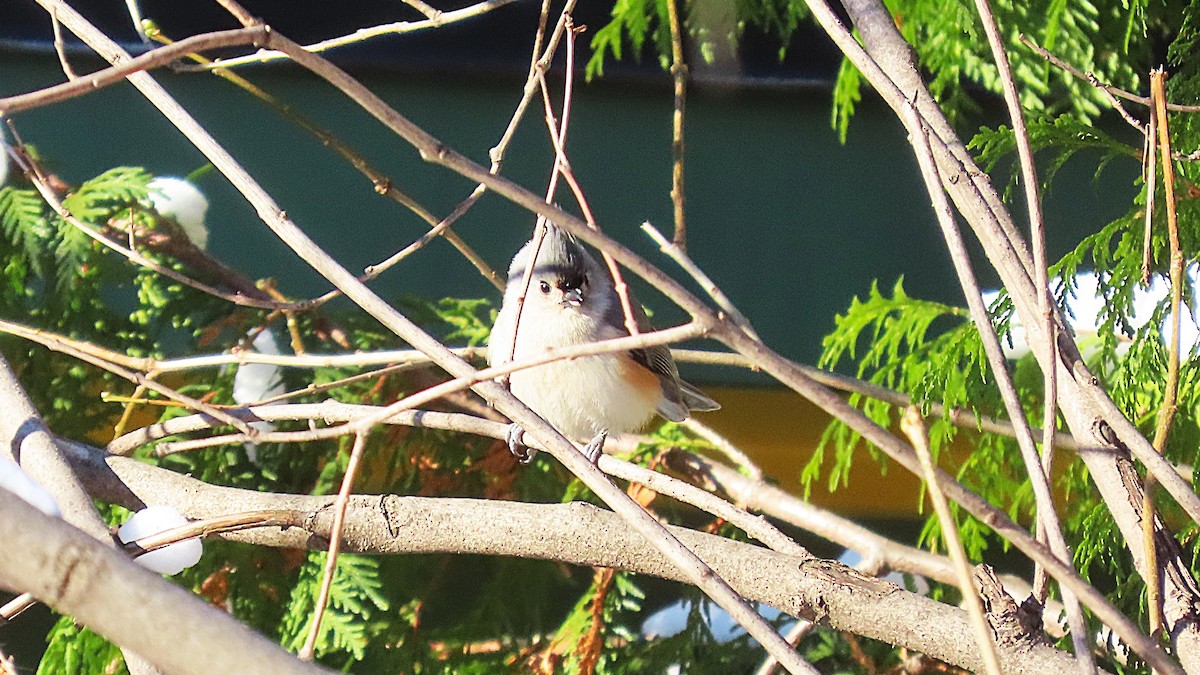 Tufted Titmouse - ML646920227