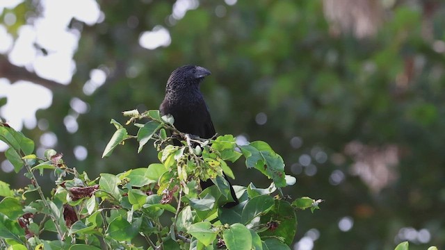 Garrapatero Asurcado - ML646920228