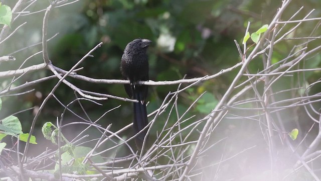 Garrapatero Asurcado - ML646920229