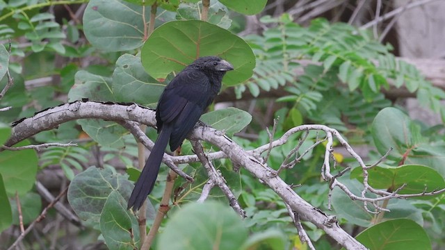 Garrapatero Asurcado - ML646920230