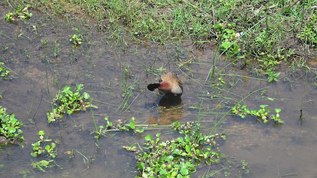 White-faced Whistling-Duck - ML646920231