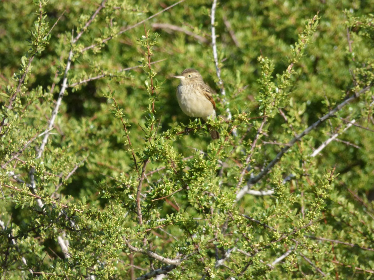 Brillendunkeltyrann - ML646920233