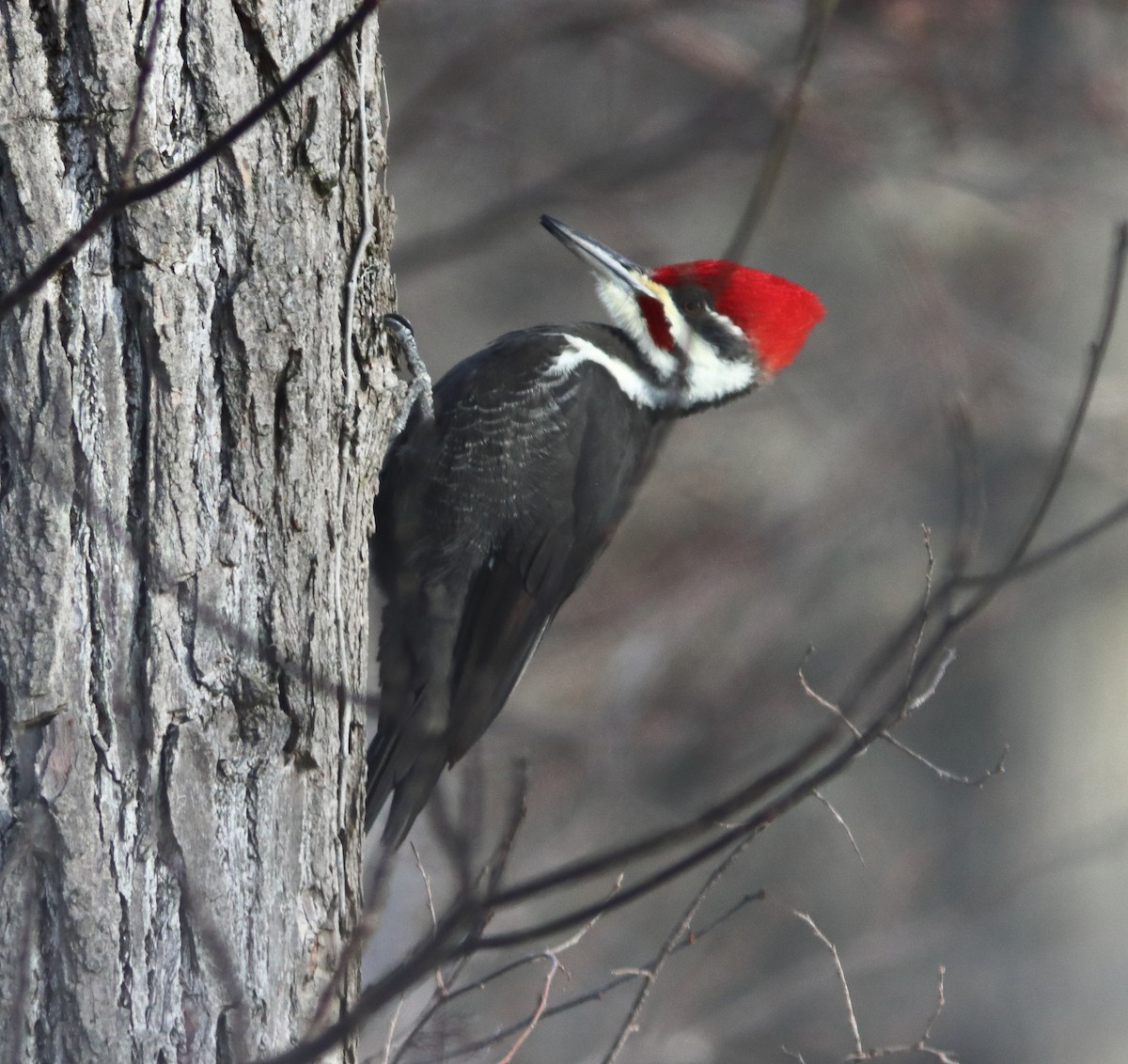 Picamaderos Norteamericano - ML646920251