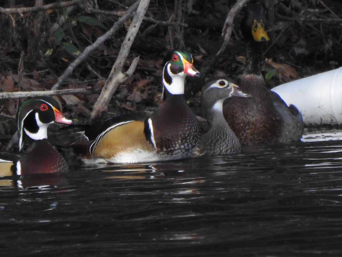 brudeand - ML646920271