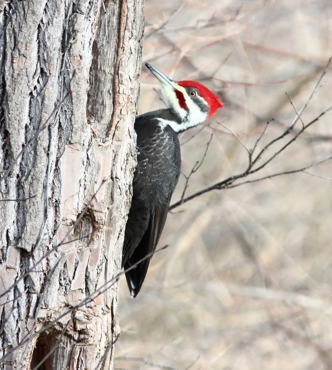 Picamaderos Norteamericano - ML646920272