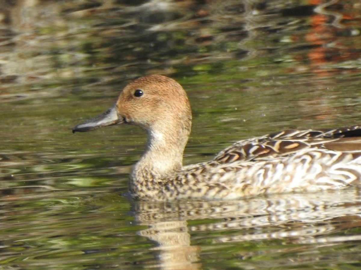 stjertand - ML646920284