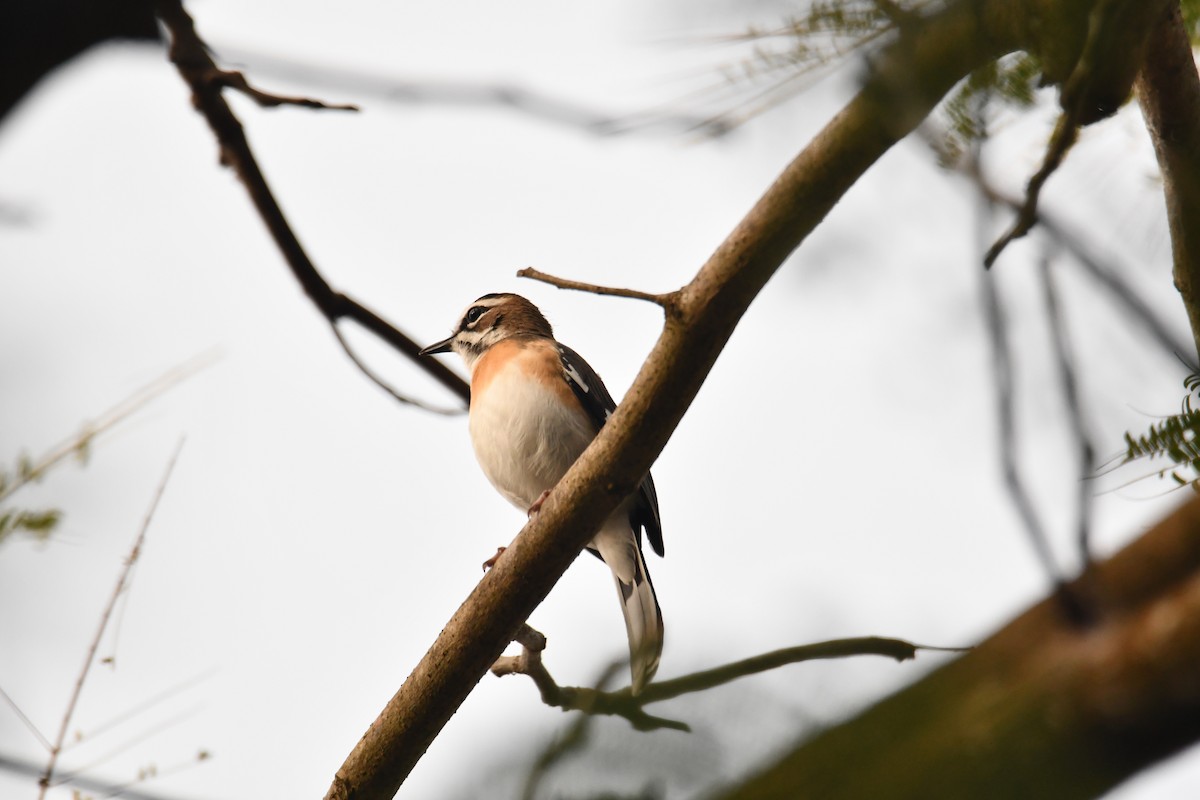 Bearded Scrub-Robin - ML646920285