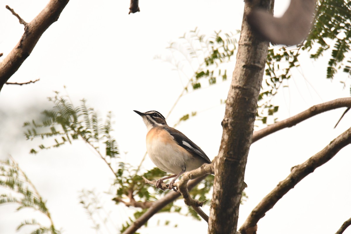 Bearded Scrub-Robin - ML646920286