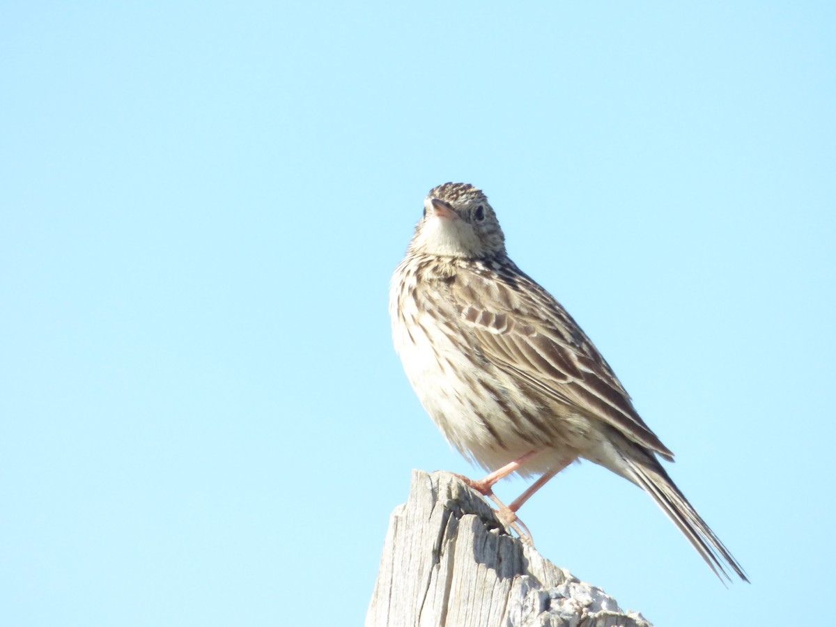 Hellmayr's Pipit - ML646920287