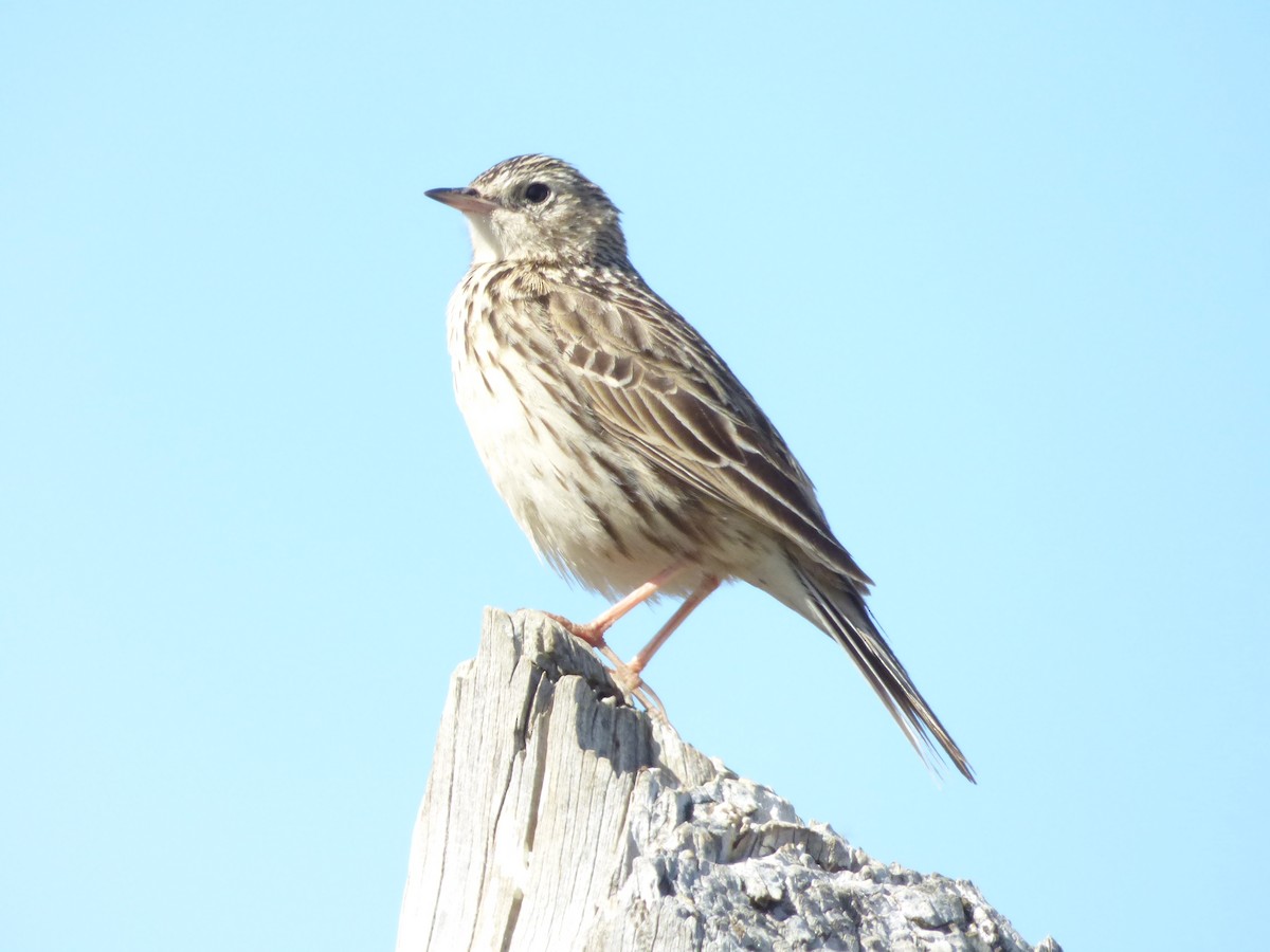 Hellmayr's Pipit - ML646920289