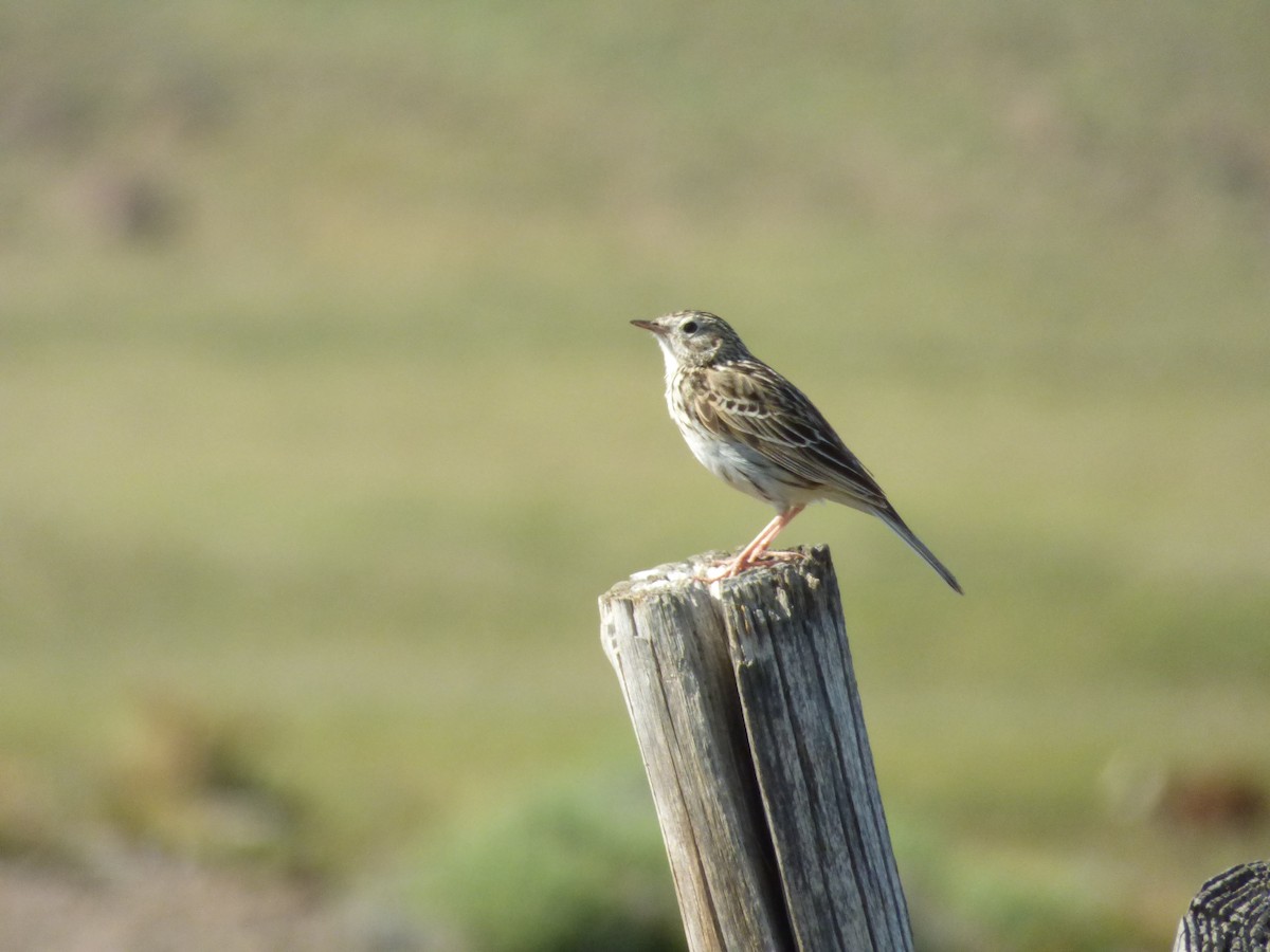 Hellmayr's Pipit - ML646920290
