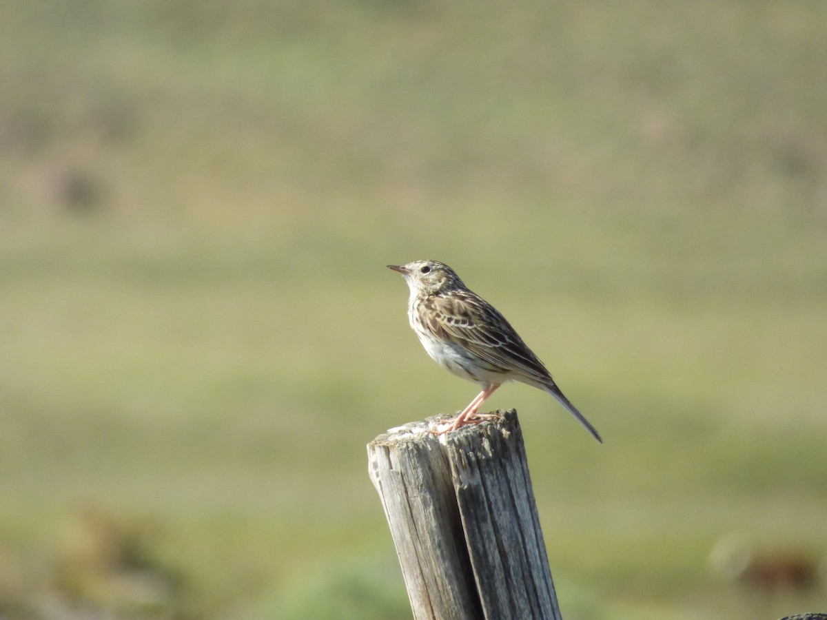 Hellmayr's Pipit - ML646920291