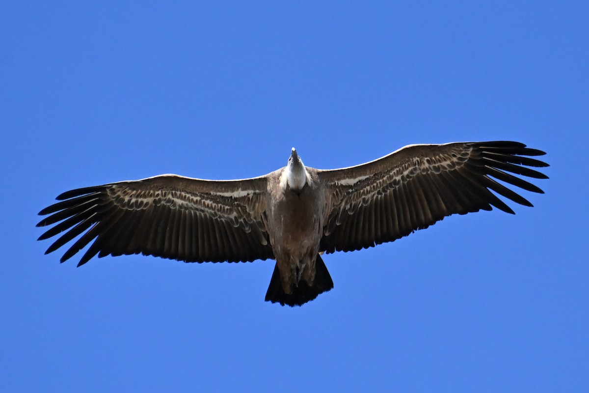 Белоголовый сип - ML646920292