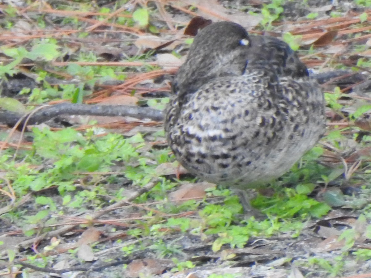 krikkand - ML646920303