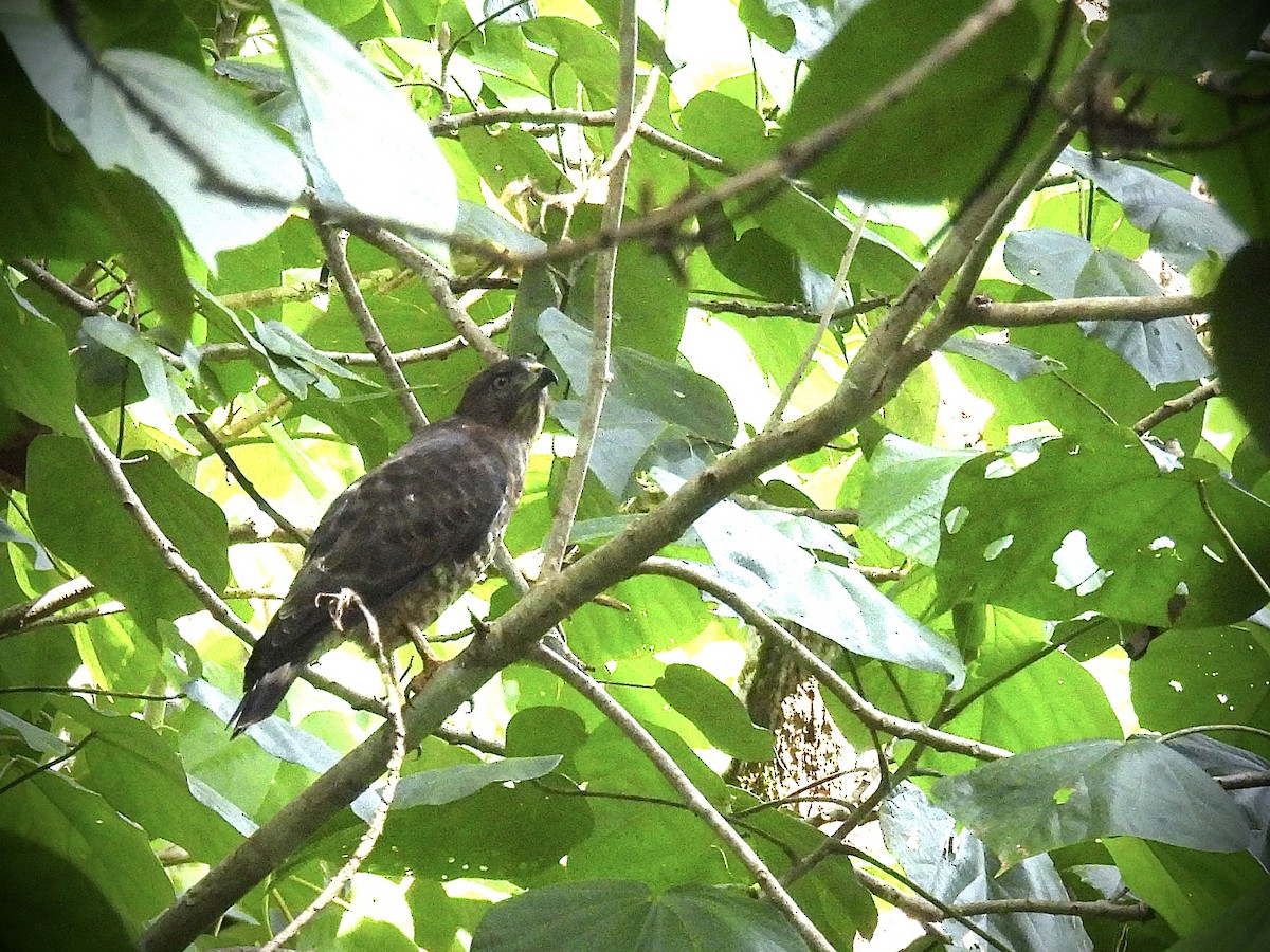 Broad-winged Hawk (Caribbean) - ML646920306