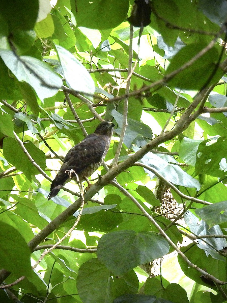 Broad-winged Hawk (Caribbean) - ML646920307