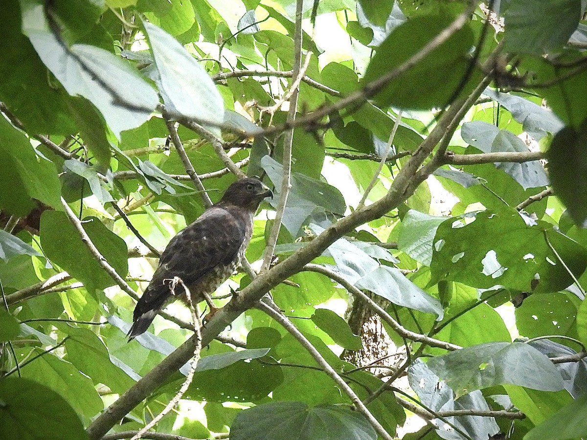 Broad-winged Hawk (Caribbean) - ML646920309