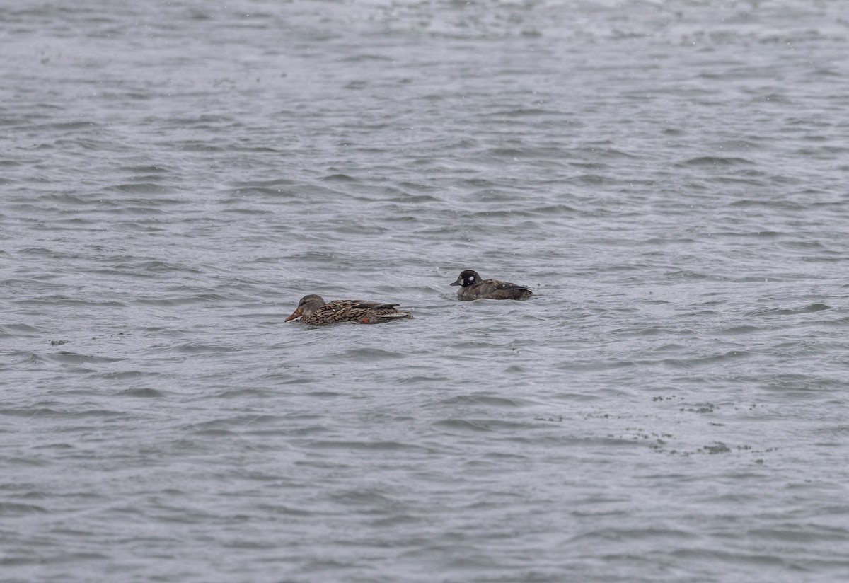 ברווז איסלנדי - ML646920311