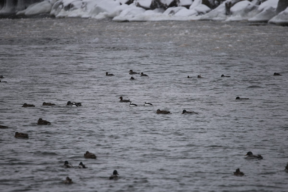 עבראש לבנוני - ML646920320