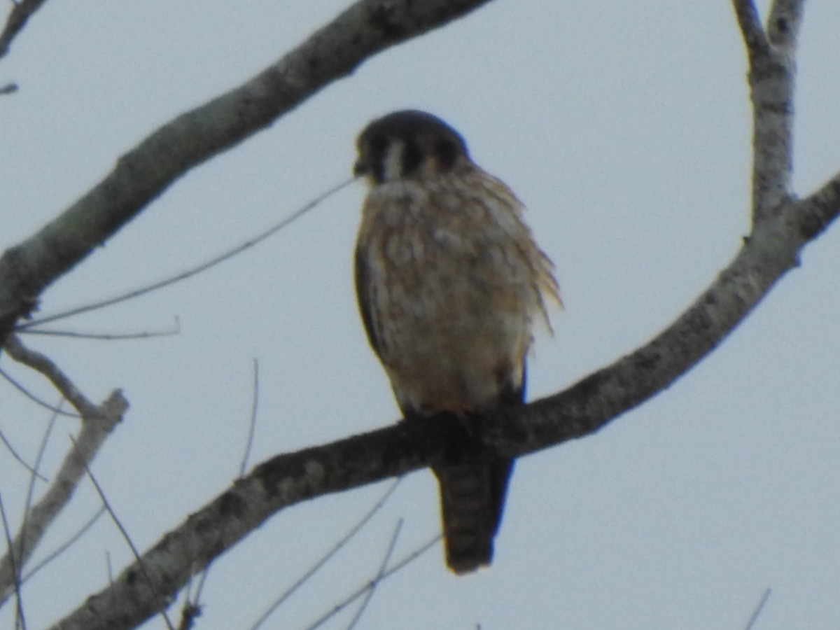 spurvefalk - ML646920321