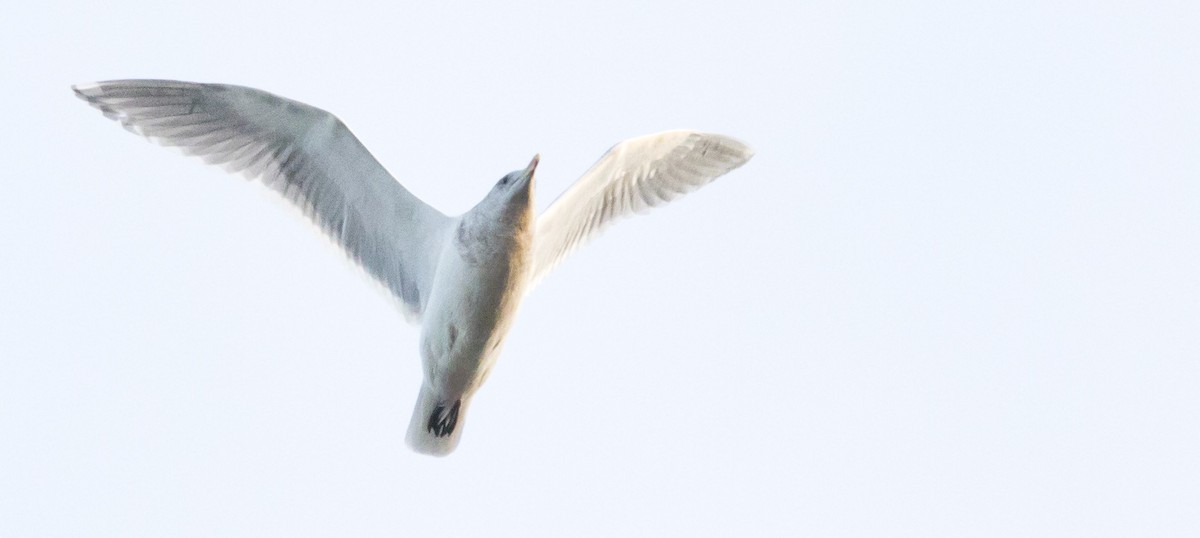 gull sp. - ML646920324