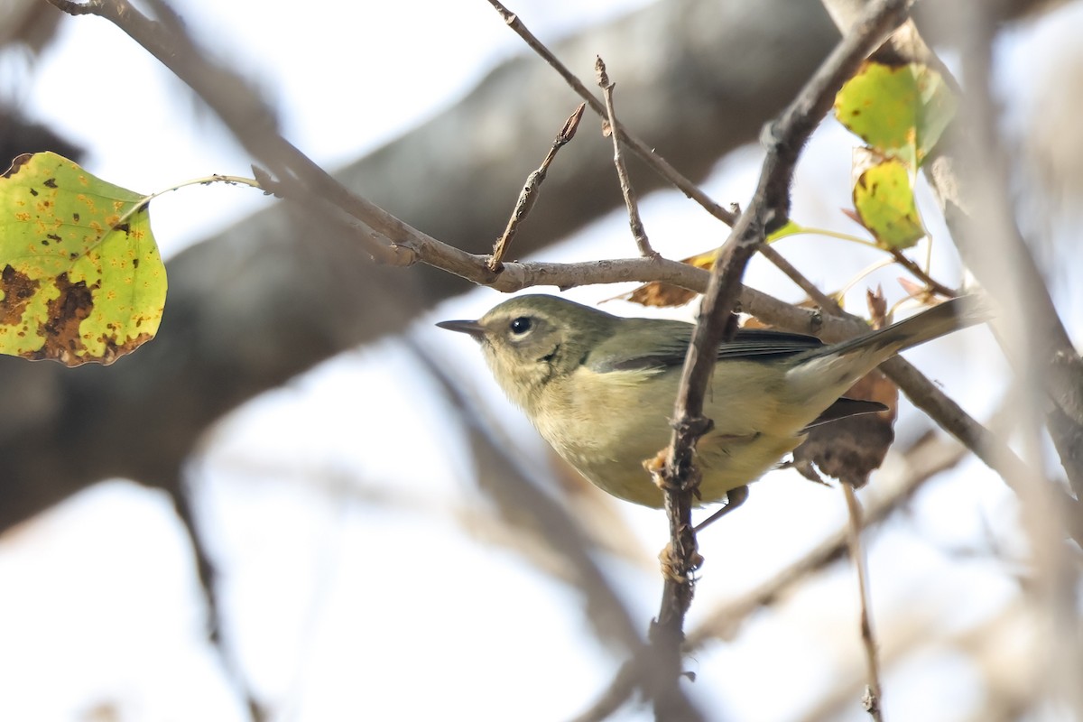 Синеспинная древесница - ML646920330