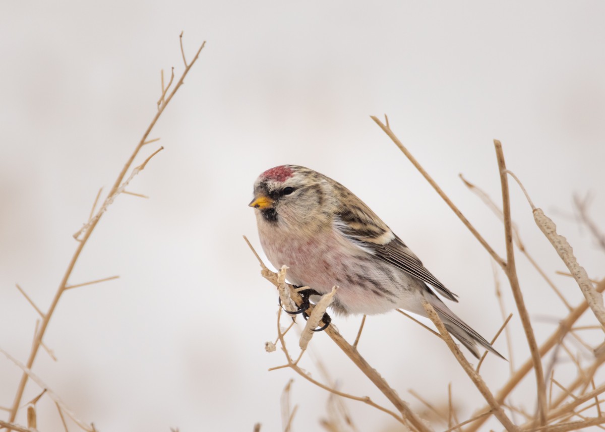 čečetka zimní - ML646920331