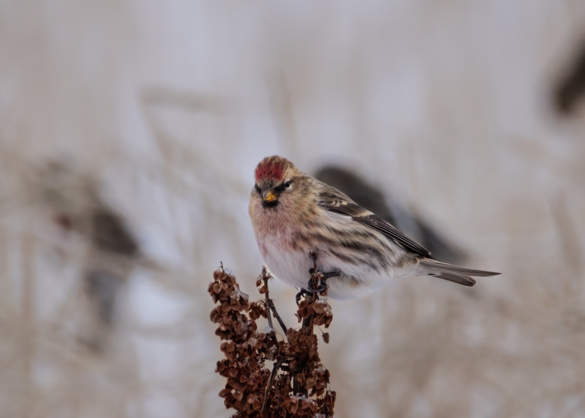 čečetka zimní - ML646920332
