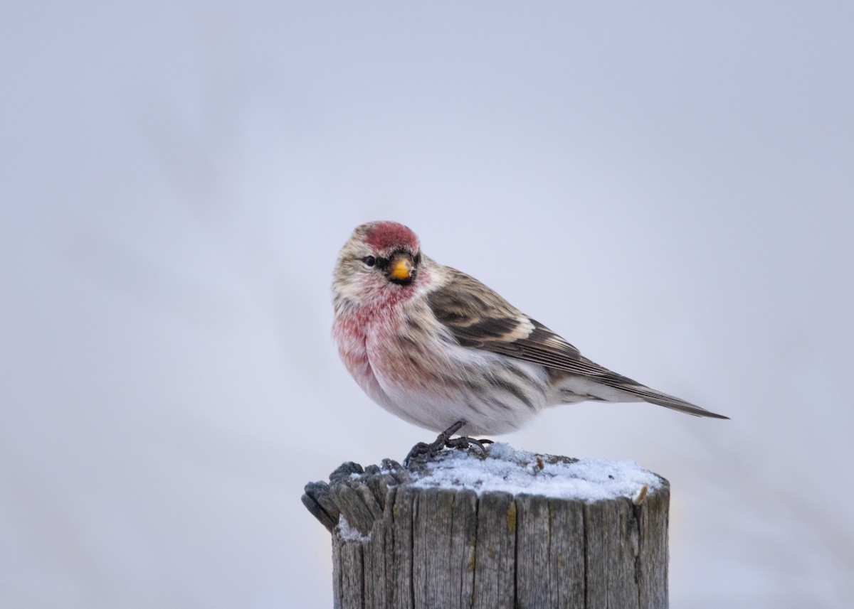 čečetka zimní - ML646920333