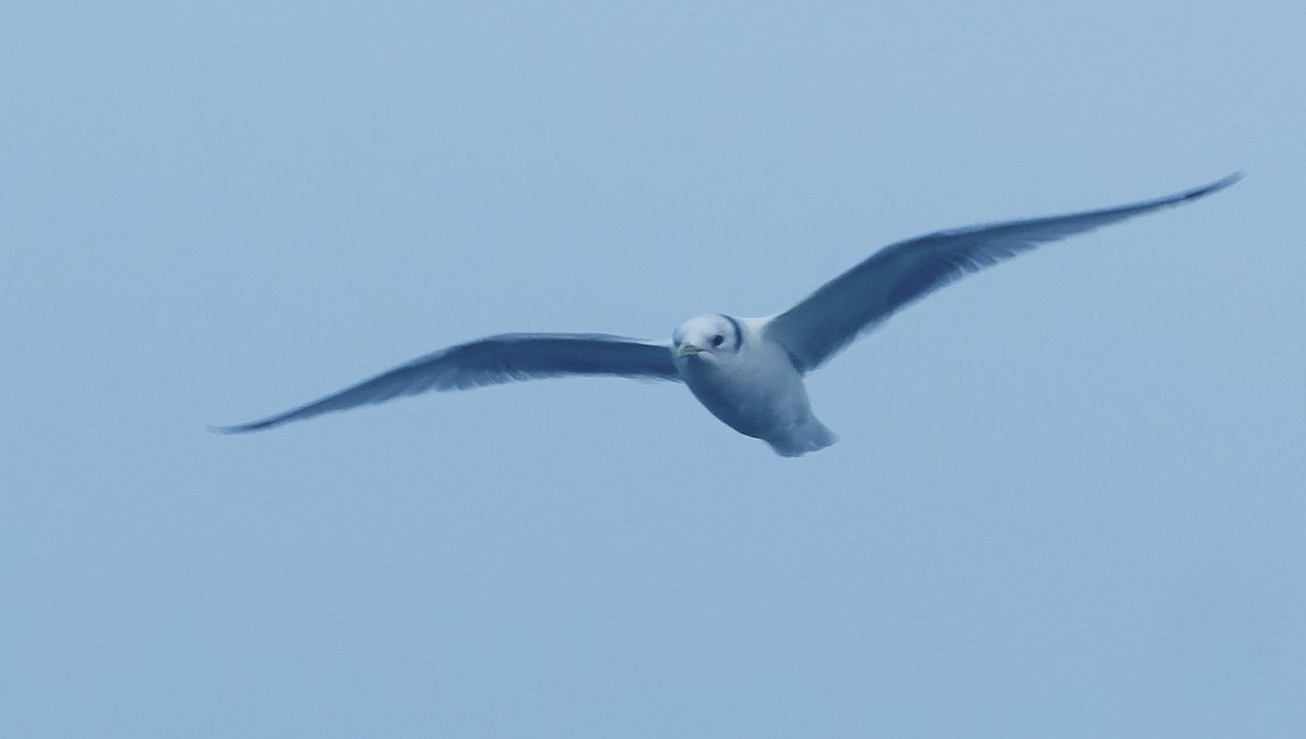 krykkje - ML646920334