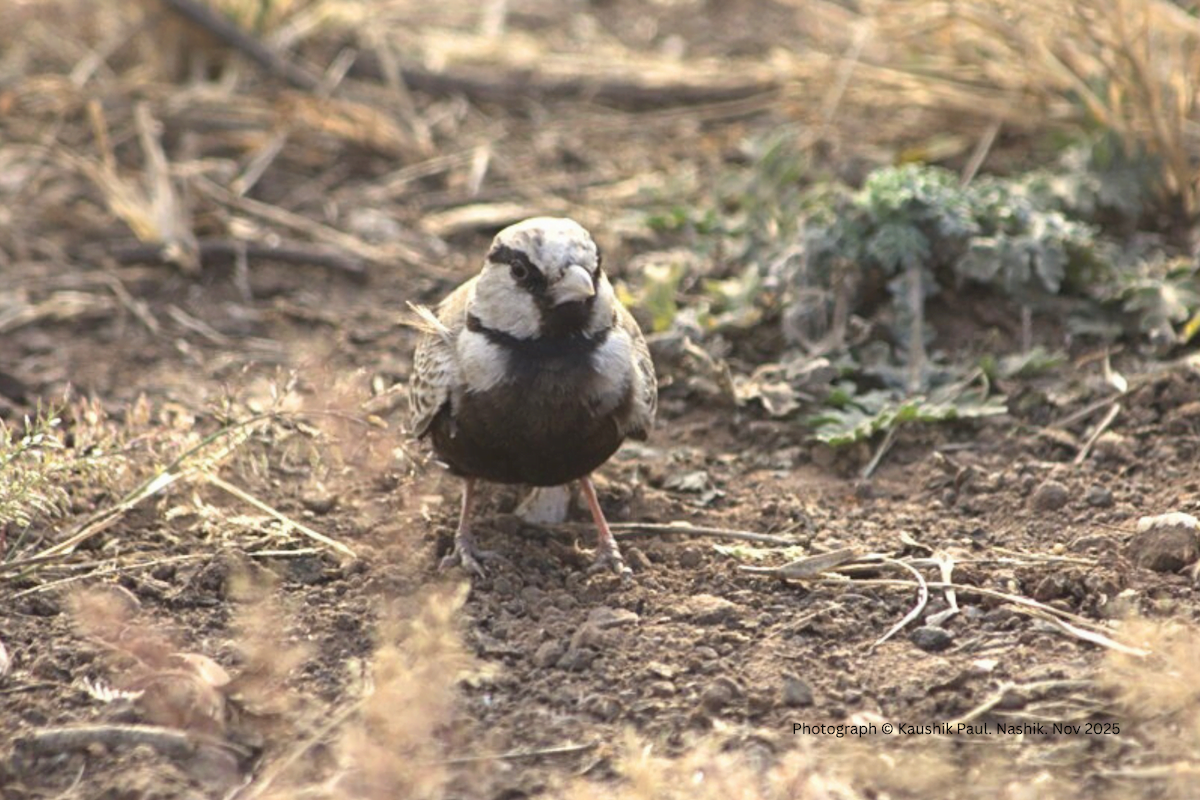 Ashy-crowned Sparrow-Lark - ML646920336